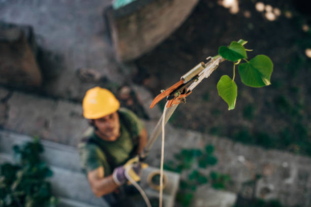 Tree Removal for Businesses in Lesslie, SC